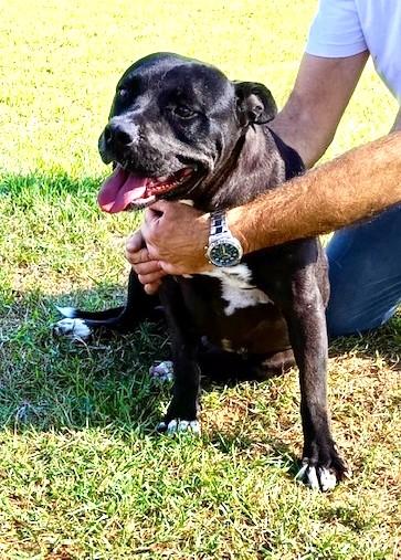 Jessy, cuore di pit❤️ Foto 2